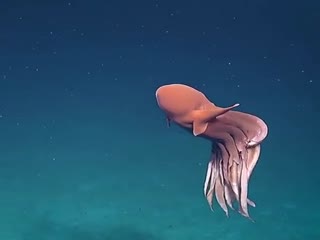 Тайная жизнь глубоководного осьминога