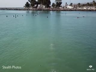 Сюрприз: Серый кит подплыл к группе серферов