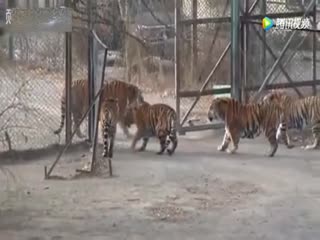 Субординация среди сибирских тигров