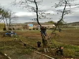 Срубая дерево, помни о технике безопасности