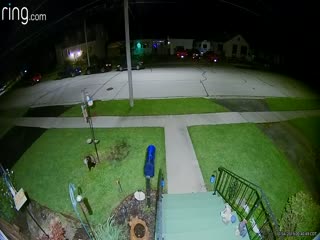 Енот забрался на скунса, чтобы ограбить птичью кормушку