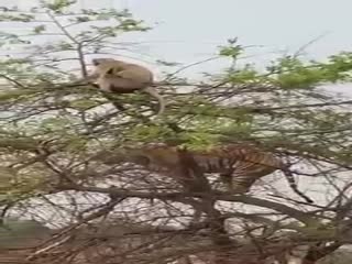 Долбаный бандерлог