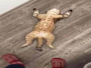 Дайте полежать