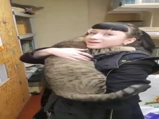 Бездомный кот благодарен новой хозяйке