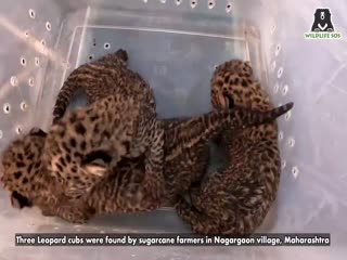 Момент воссоединения леопарда с похищенными или потерянными у неё детёнышами.