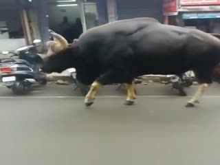 Священный бык на улице индийского города
