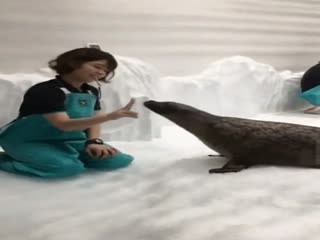 Резиновый тюлень