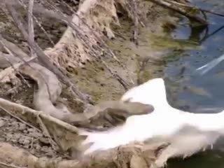 Драма на озере.