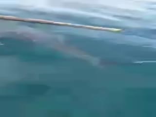 Акула приплыла за помошью