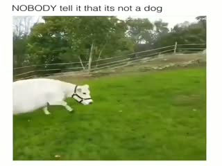 Чем корова хуже собаки?