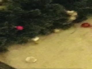 Пёс нашкодил