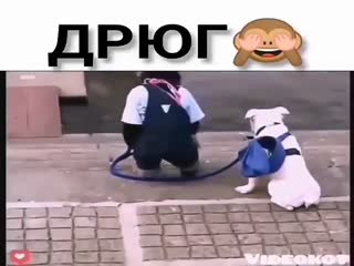 Выгул собаки