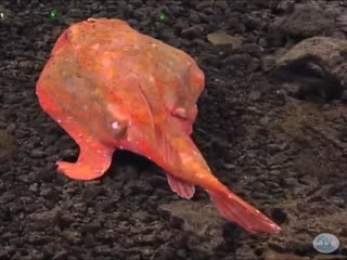 Красная рыба-лопата ходит пешком