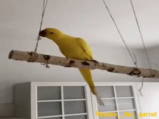 Глупый попугай