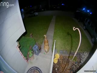 Пес пришел ночью к подруге с подарком, приглашая на свидание