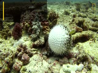 Осьминог пытается проглотить надувшуюся рыбу-фугу