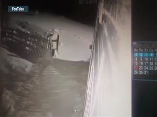 Заступился за друга: смертельная схватка собак со стаей волков