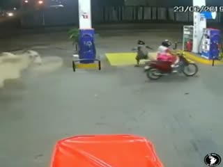 Корова погналась за мотоциклом