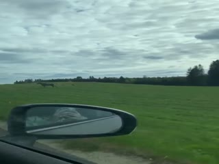 Лосёнок впервые в жизни переходит дорогу