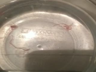 Новость из Читы