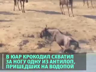 Чудесное спасение.