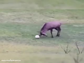 Футболист из леса