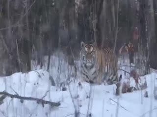 Под Хабаровском водители засняли одинокого котика, который бродил вдоль дороги