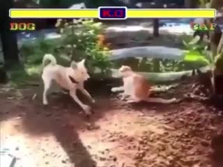 Собака против кошки