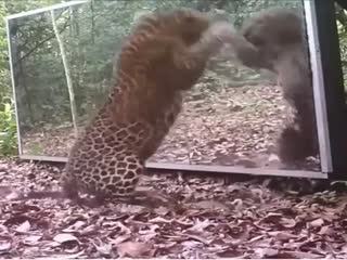 Леопард и зеркало