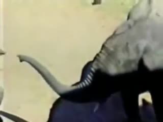 Слону надоел наглый страус