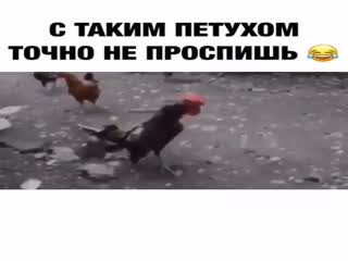 Живой и громкий будильник.