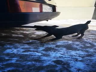 Пёс - токсикоман.