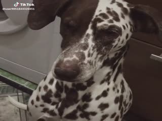 Говорящий пёс