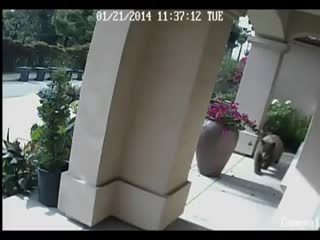 Пенсионеры не заметили медведя около дома