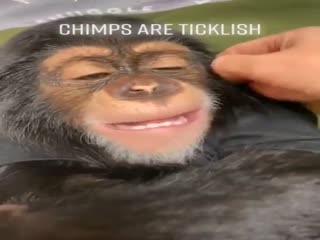 Шимпанзе тоже боятся щекотки