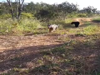 Что это за чёрный лабрадор?