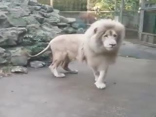 Лев и мыльный пузырь