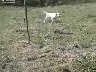 Беги пёс,беги!