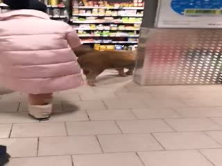 В Тюмени 3 поросёнка оккупировали Пятёрочку