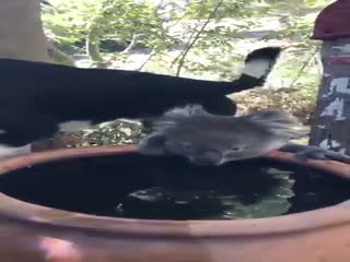 Беды сближают: в Австралии дружелюбная коала пришла попить воды