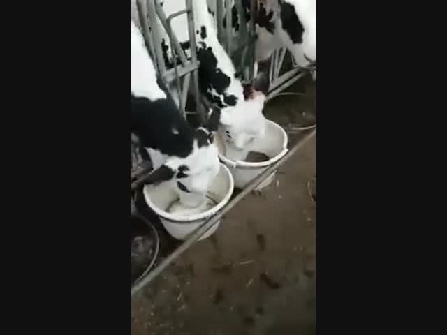 Вот наглая...