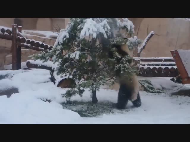 Панды вообще умеют делать что-нибудь не мило?