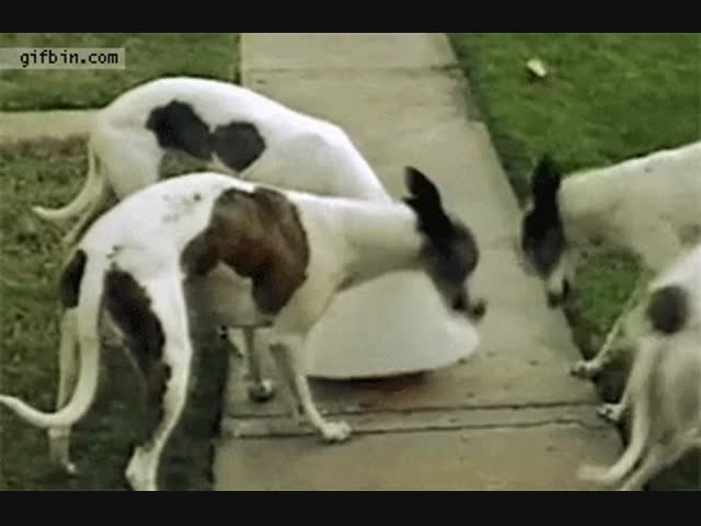 Ловкий, гад