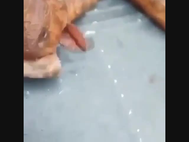 Поймали рыбку