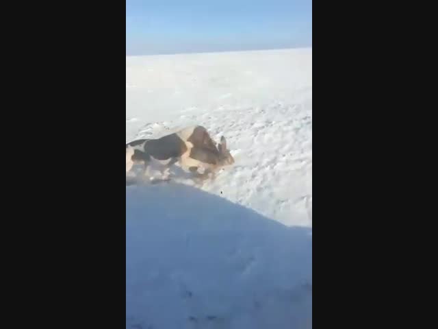 Супер-охотничья собака