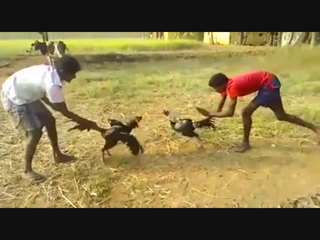 Умный петух 