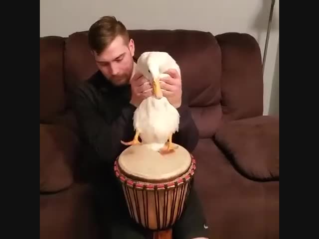 Утка-барабанщик