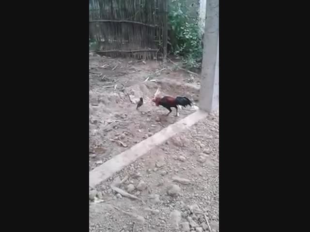 Смелая птичка.