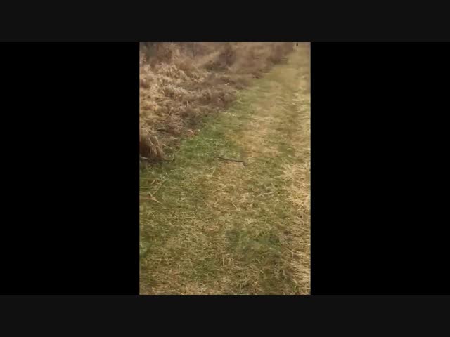 Борец с рептилиями