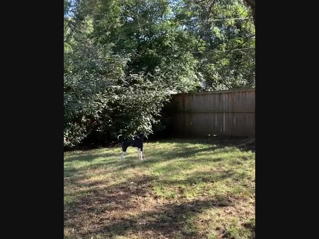 Увидевшая белку собака продемонстрировала свои навыки паркура